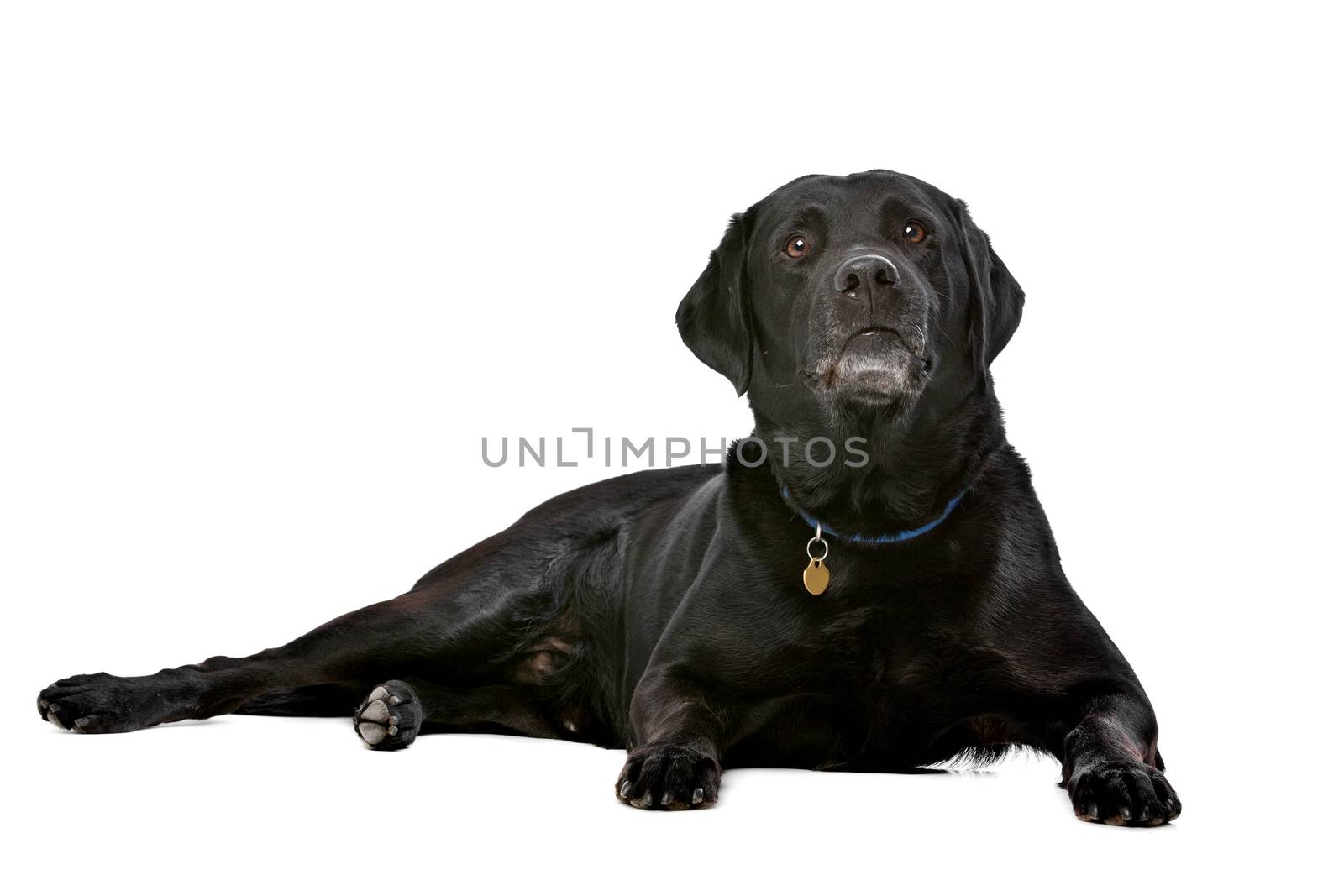 black ten years old Labrador by eriklam