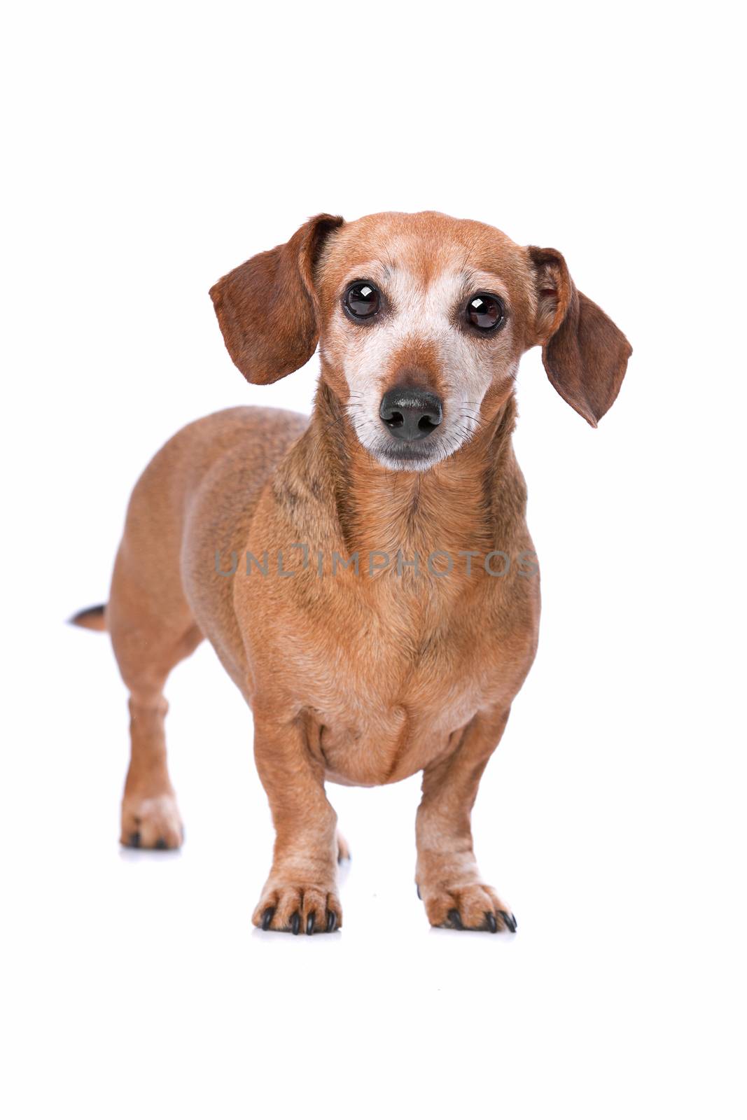dachshund in front of a white background