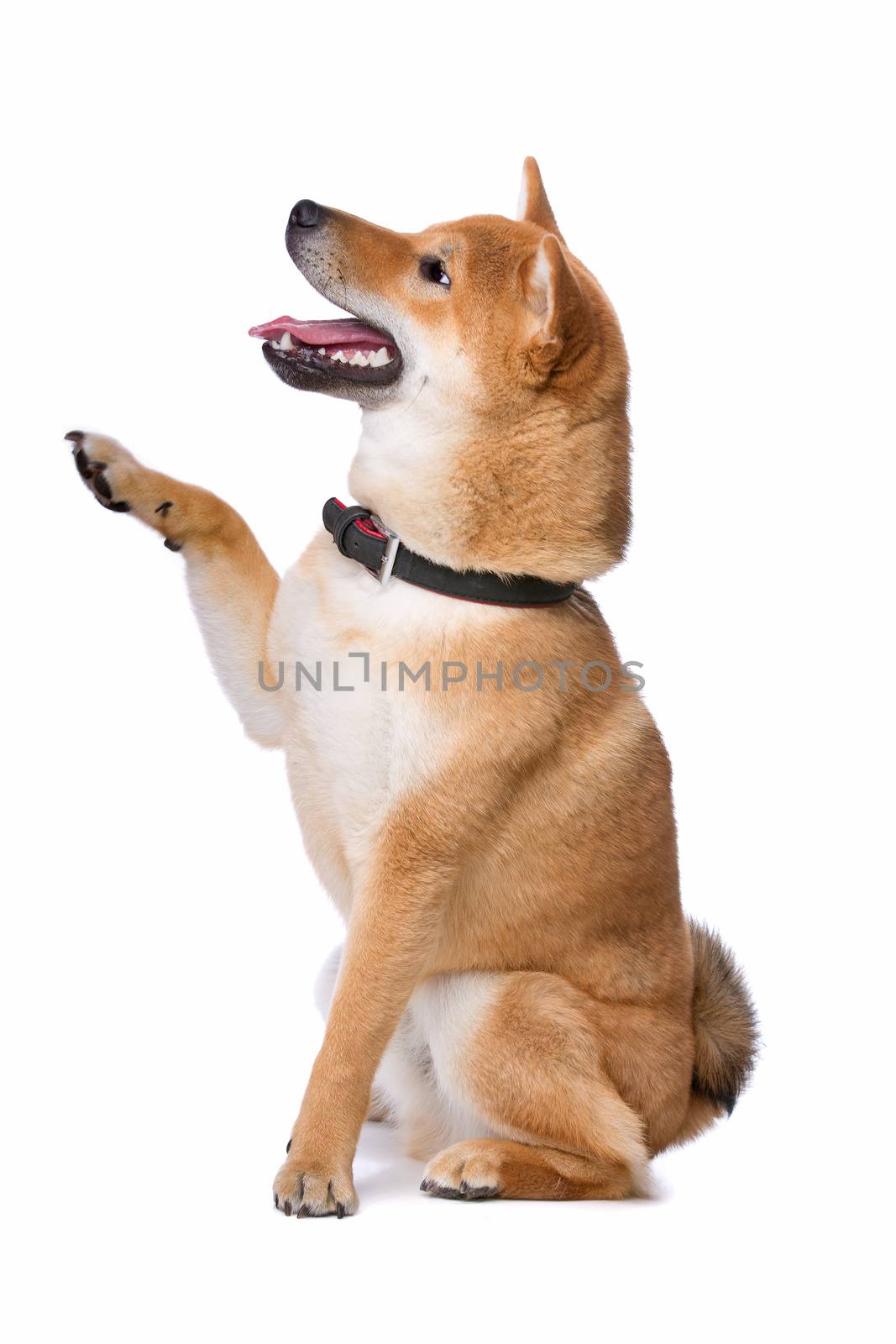 Shina Inu in front of a white background