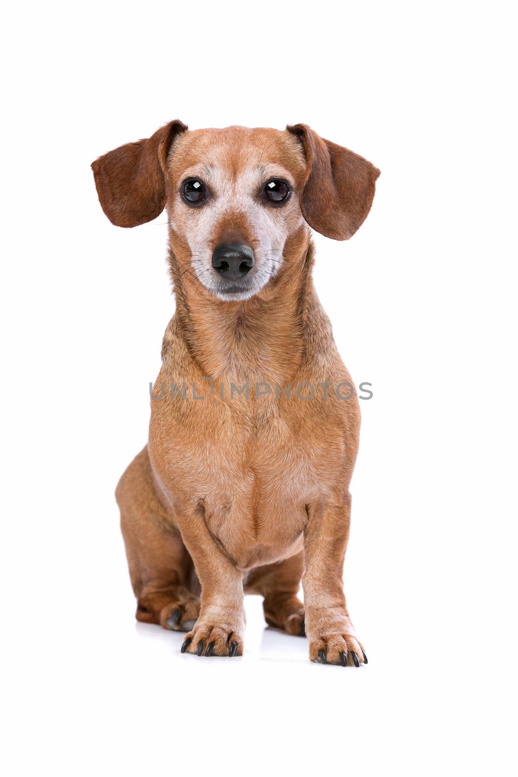 dachshund in front of a white background