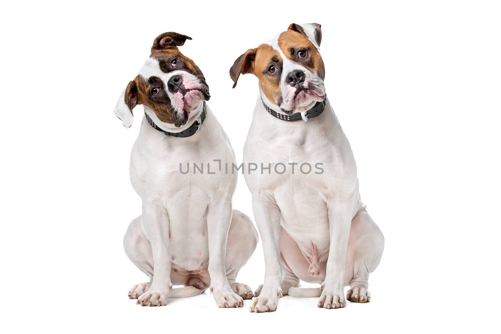 two American Bulldogs by eriklam