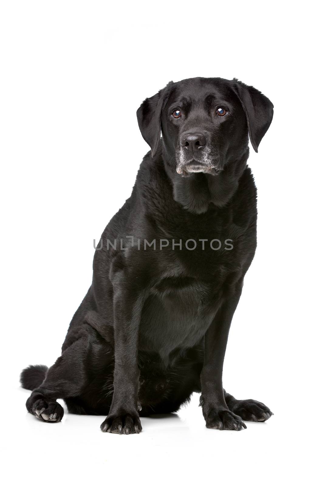 Eleven years old black Labrador in front of a white background