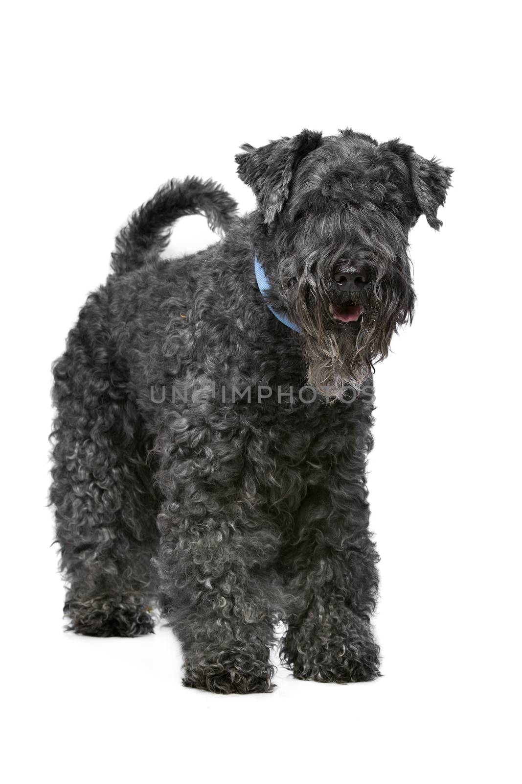 Eight year old Kerry Blue Terrier standing in front of a white background