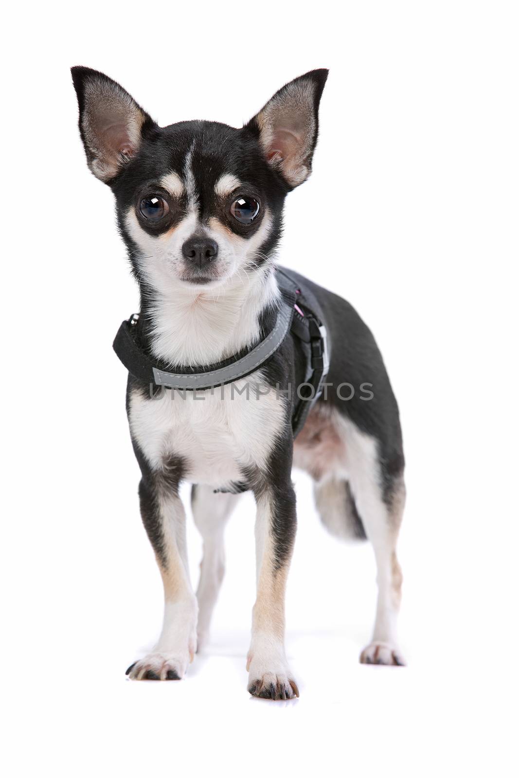 Black and White Chihuahua dog in front of a white background