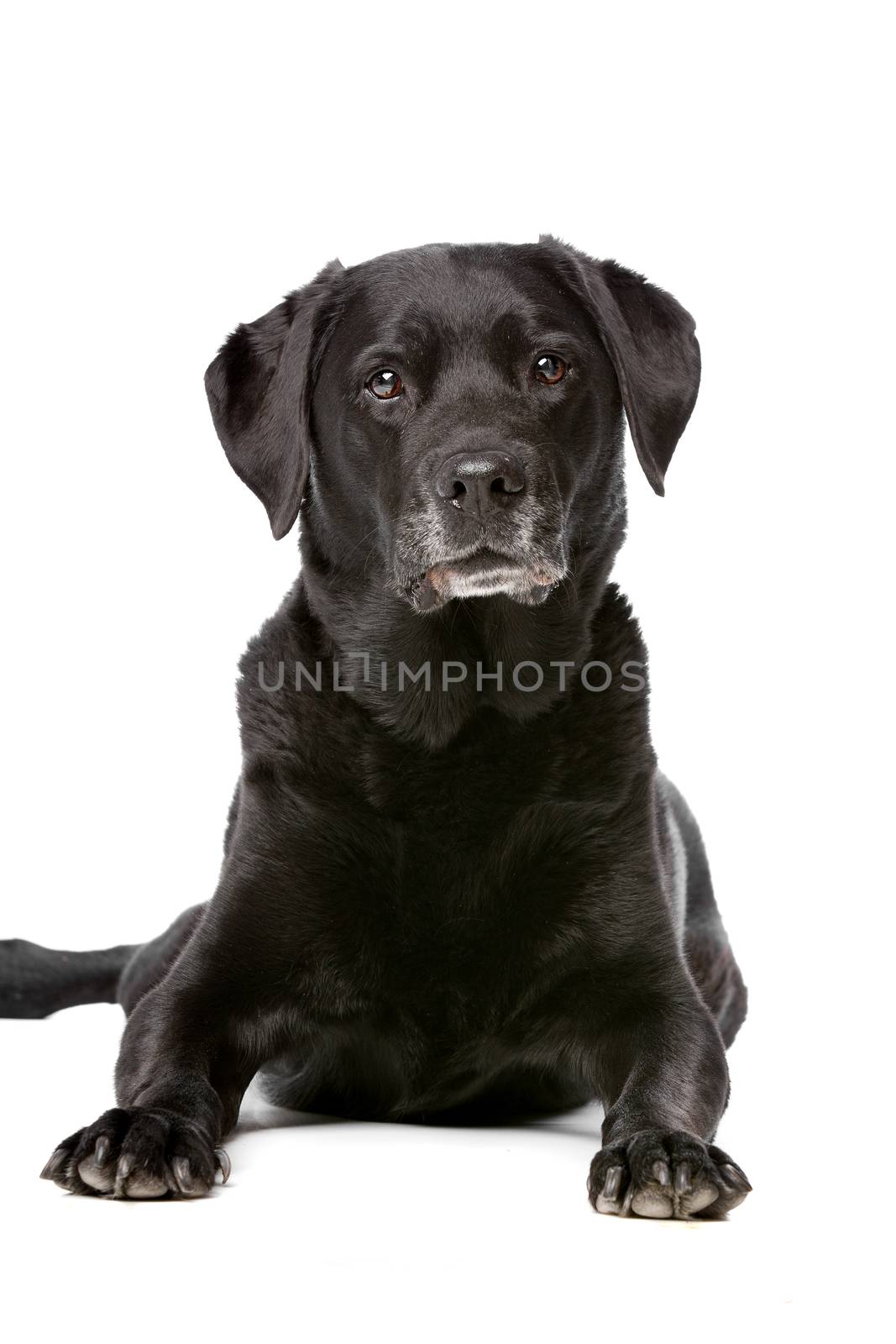 Eleven years old black Labrador by eriklam