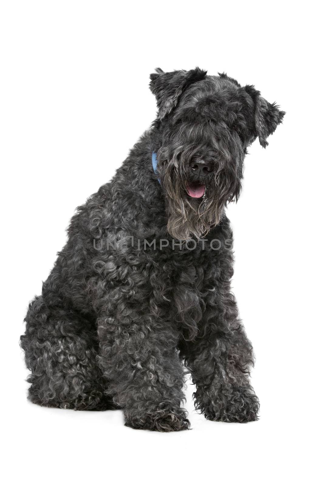 Eight year old Kerry Blue Terrier sitting in front of a white background