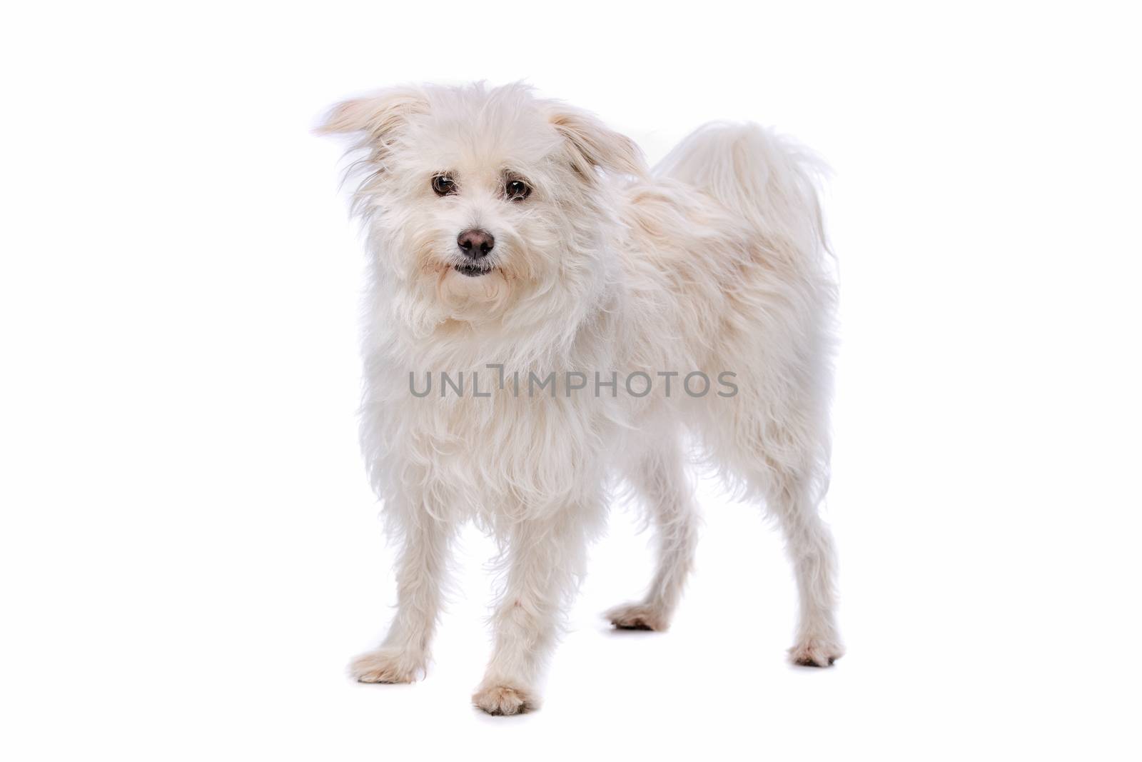 white Mixed breed dog by eriklam