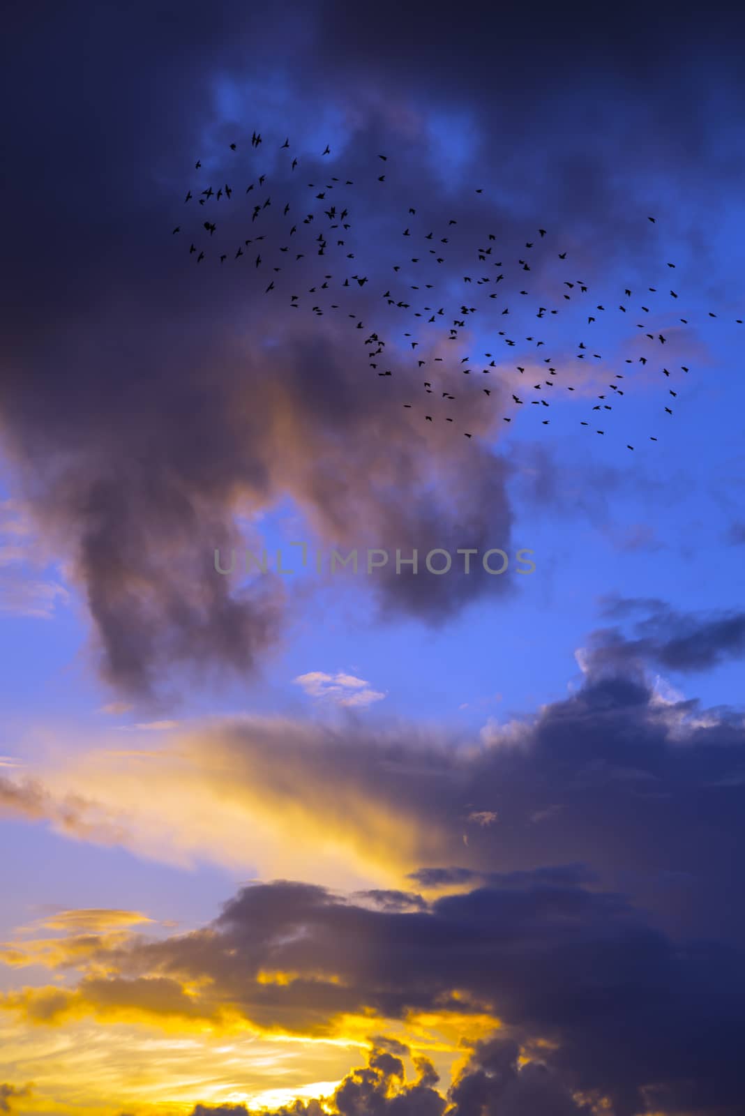 orange sunset sky with starlings by morrbyte