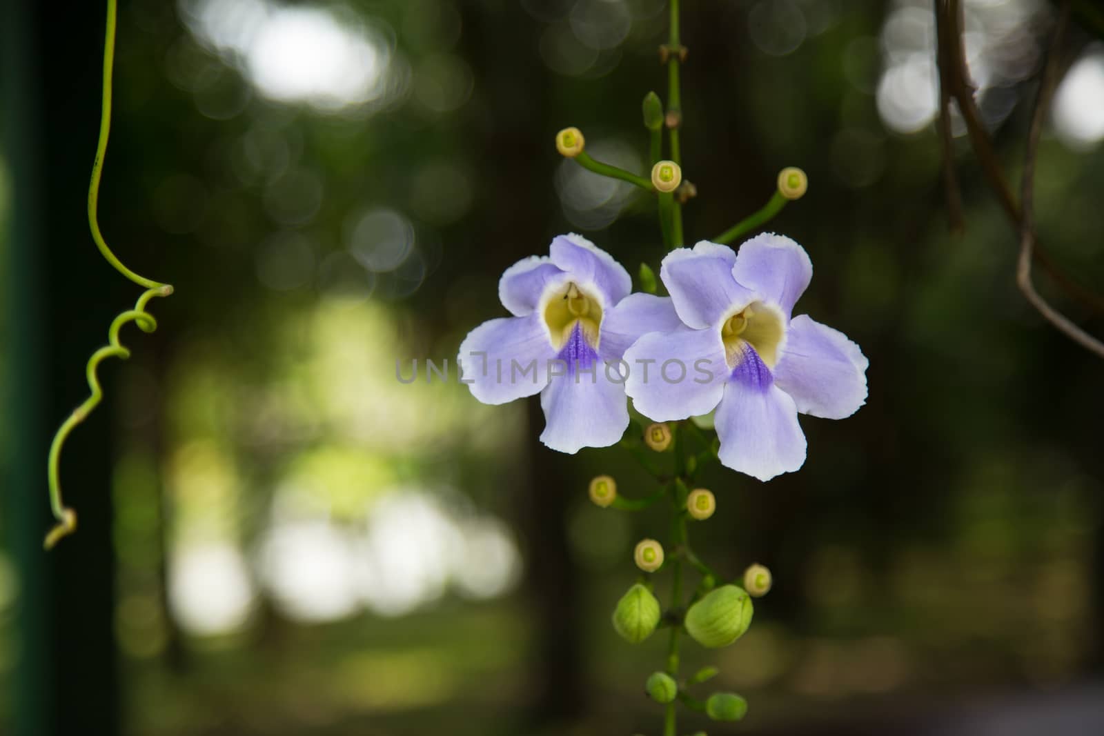 Purple Orchid Flower by zGel