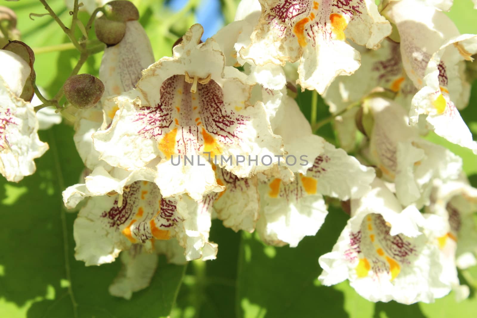 Flowers on the chestnut thee in spring.