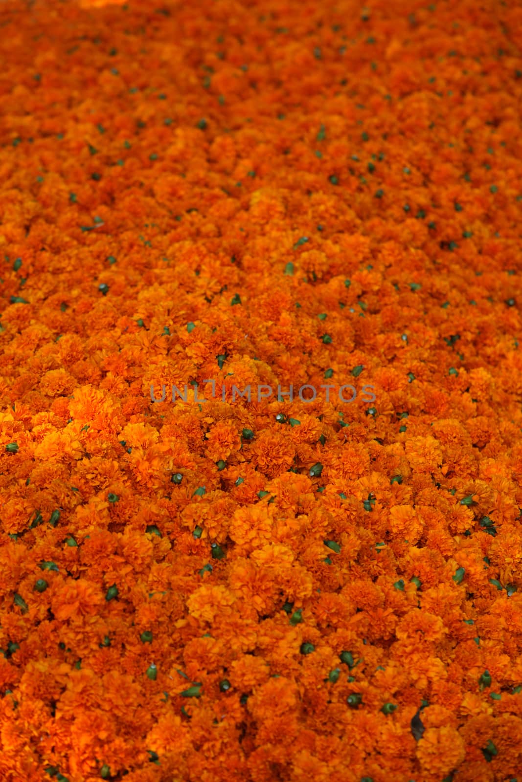 Marigold Flowers Background by thefinalmiracle