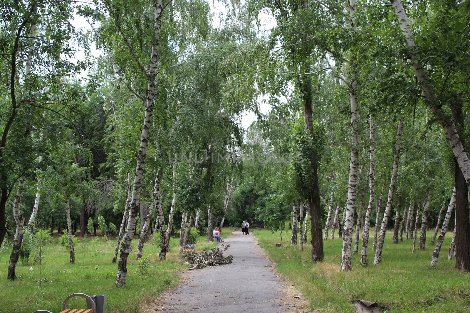 Birch forest by nurjan100