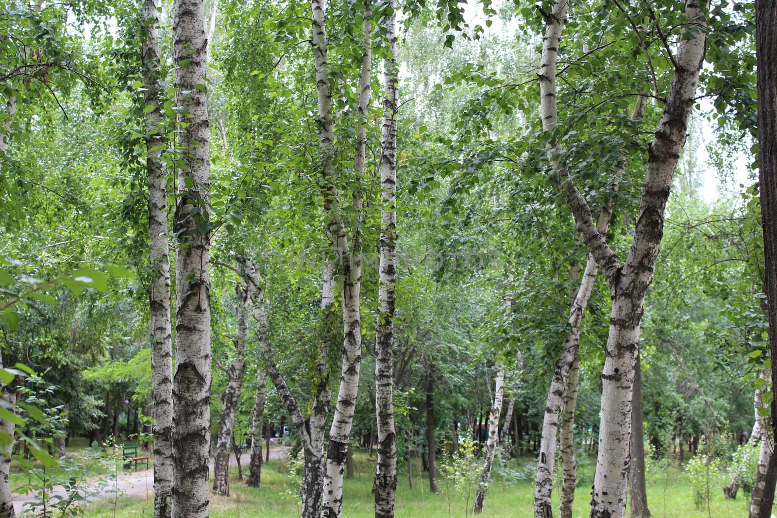 Birch forest in daylight.