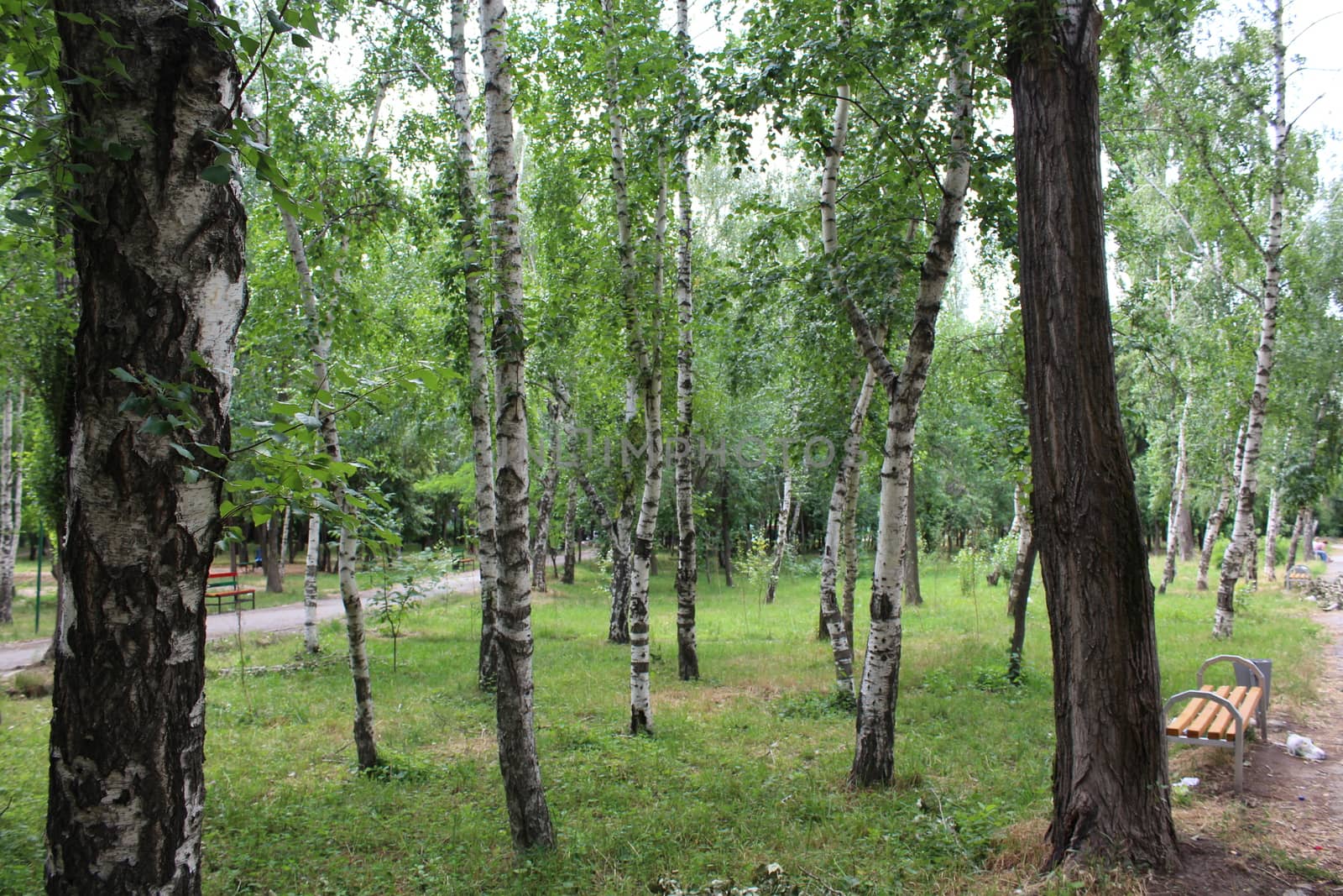 Birch forest by nurjan100