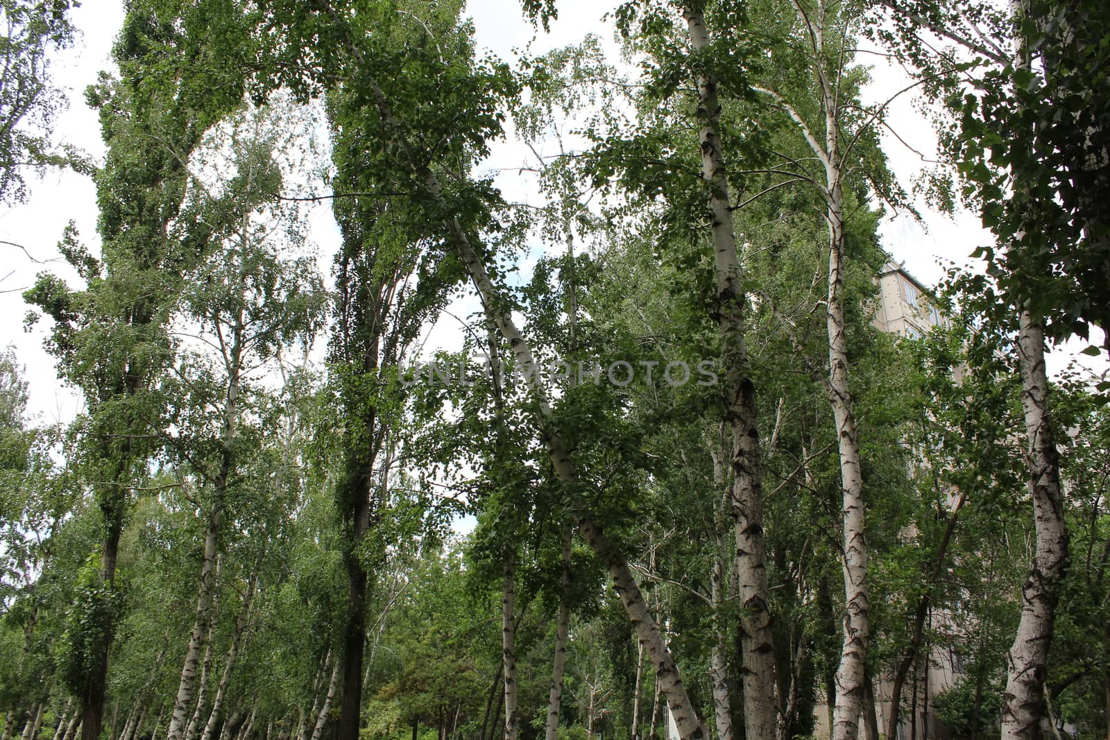 Birch forest in daylight.