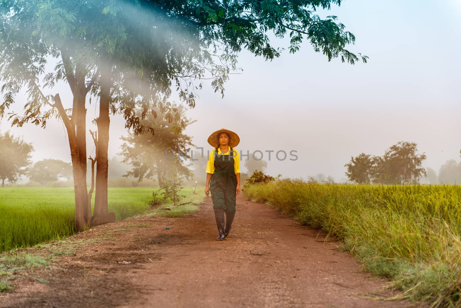 Farmer woman walking early morning on a farmer way, rice field on her left and right