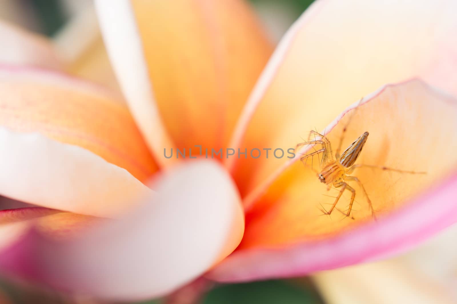 Lynx Spider on Frangipani flower.