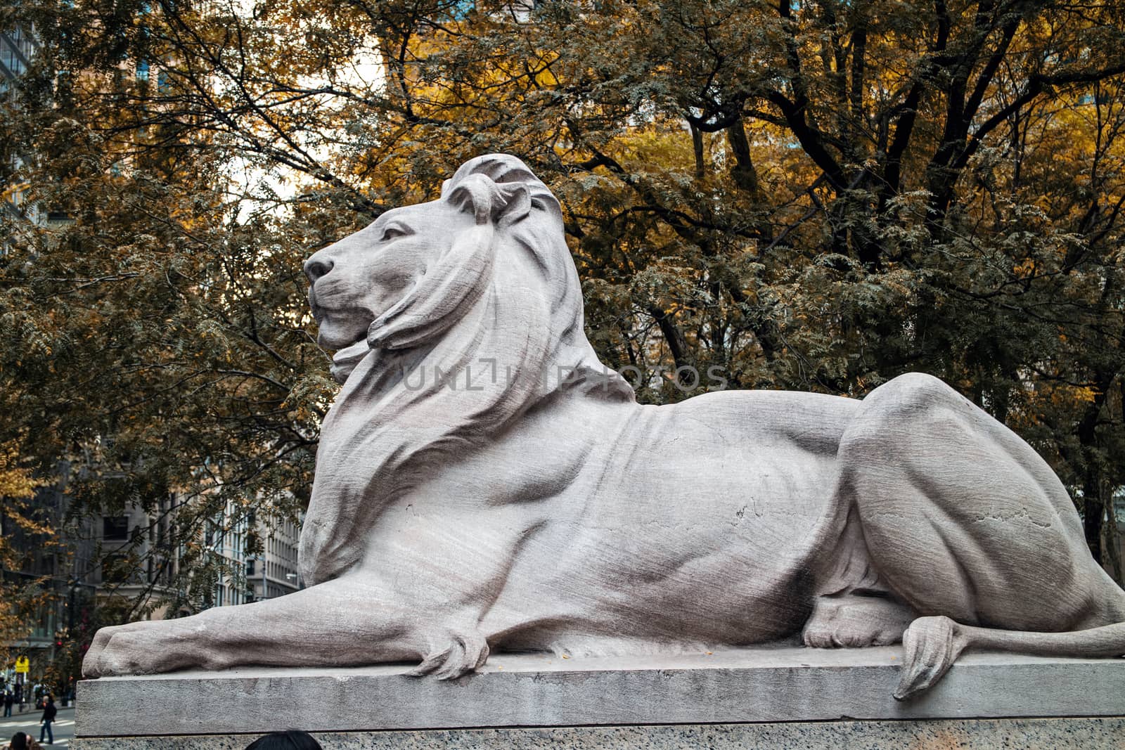 Lion Statue New York Public Library Manhattan