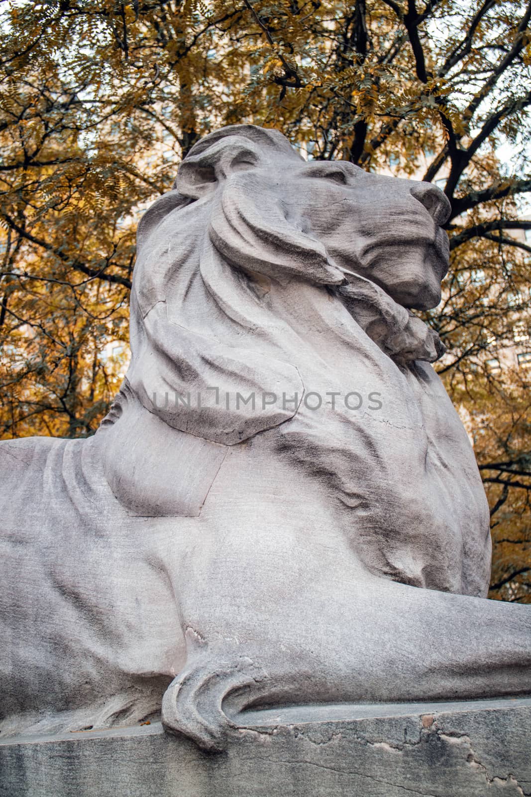 Lion Statue New York Public Library Manhattan