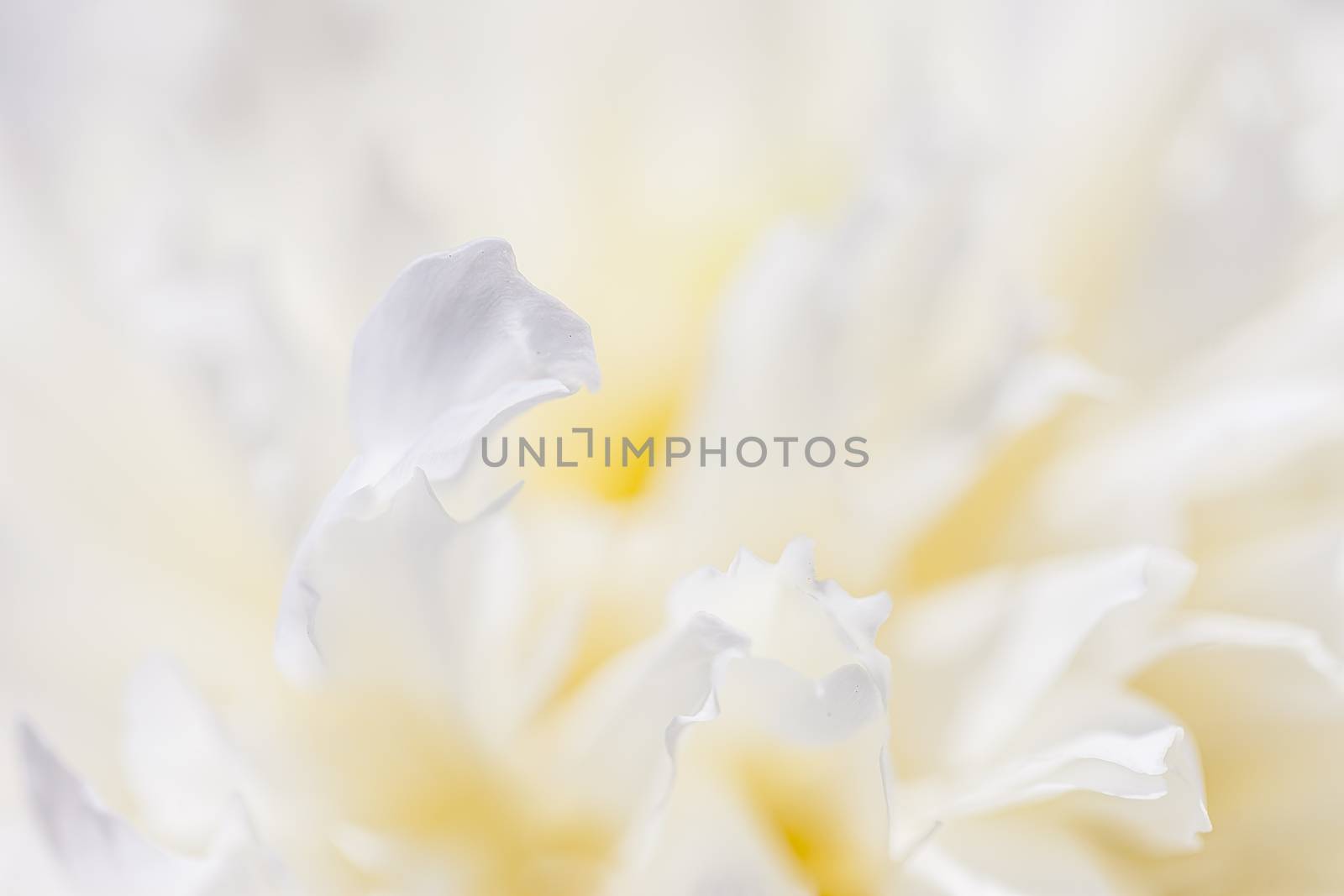 Abstract beautiful gentle spring flower background.  Closeup with soft focus. Sweet color by H2Oshka