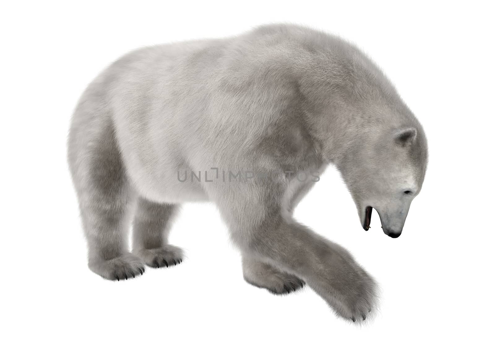 3D digital render of a polar bear isolated on white background