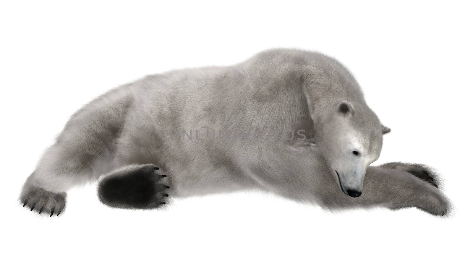 3D digital render of a polar bear resting isolated on white background