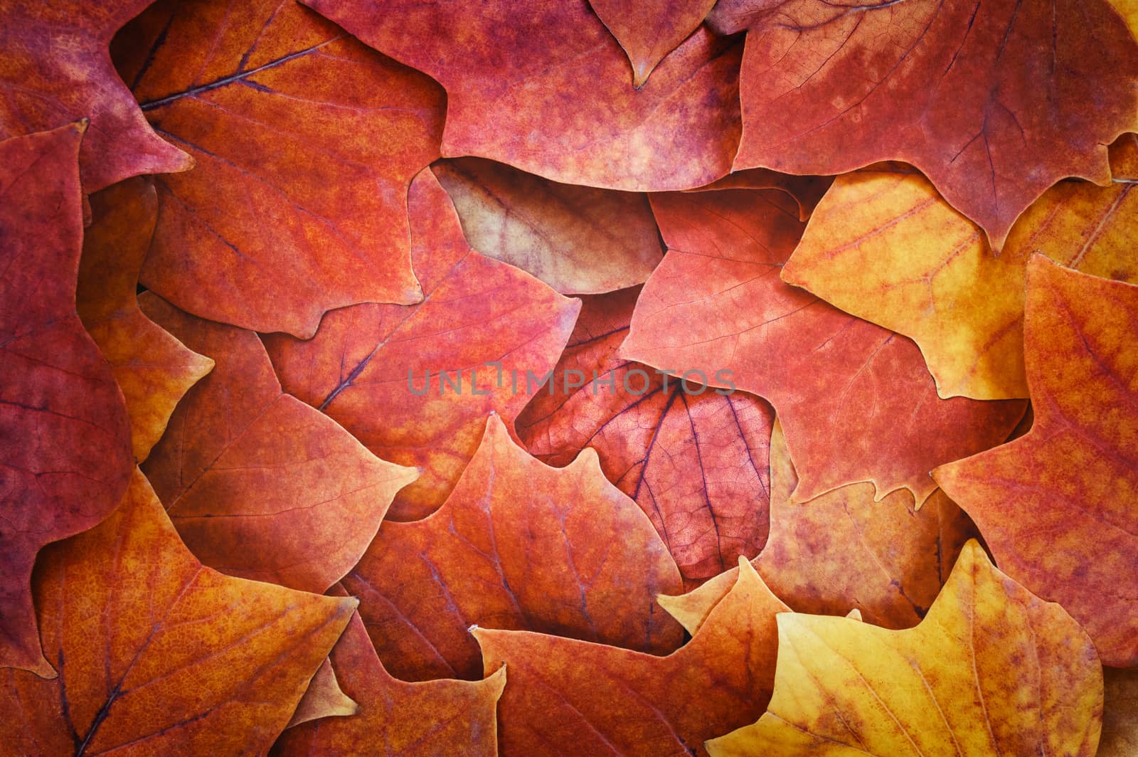 Autumn leaves by kravcs