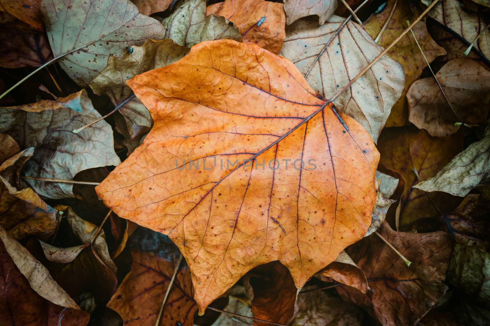 Autumn Leaf by kravcs