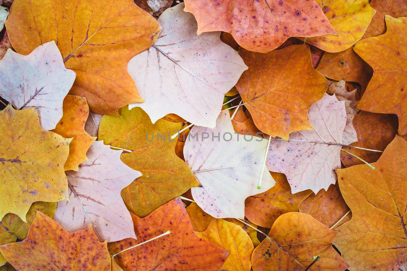 Autumn Leaves by kravcs