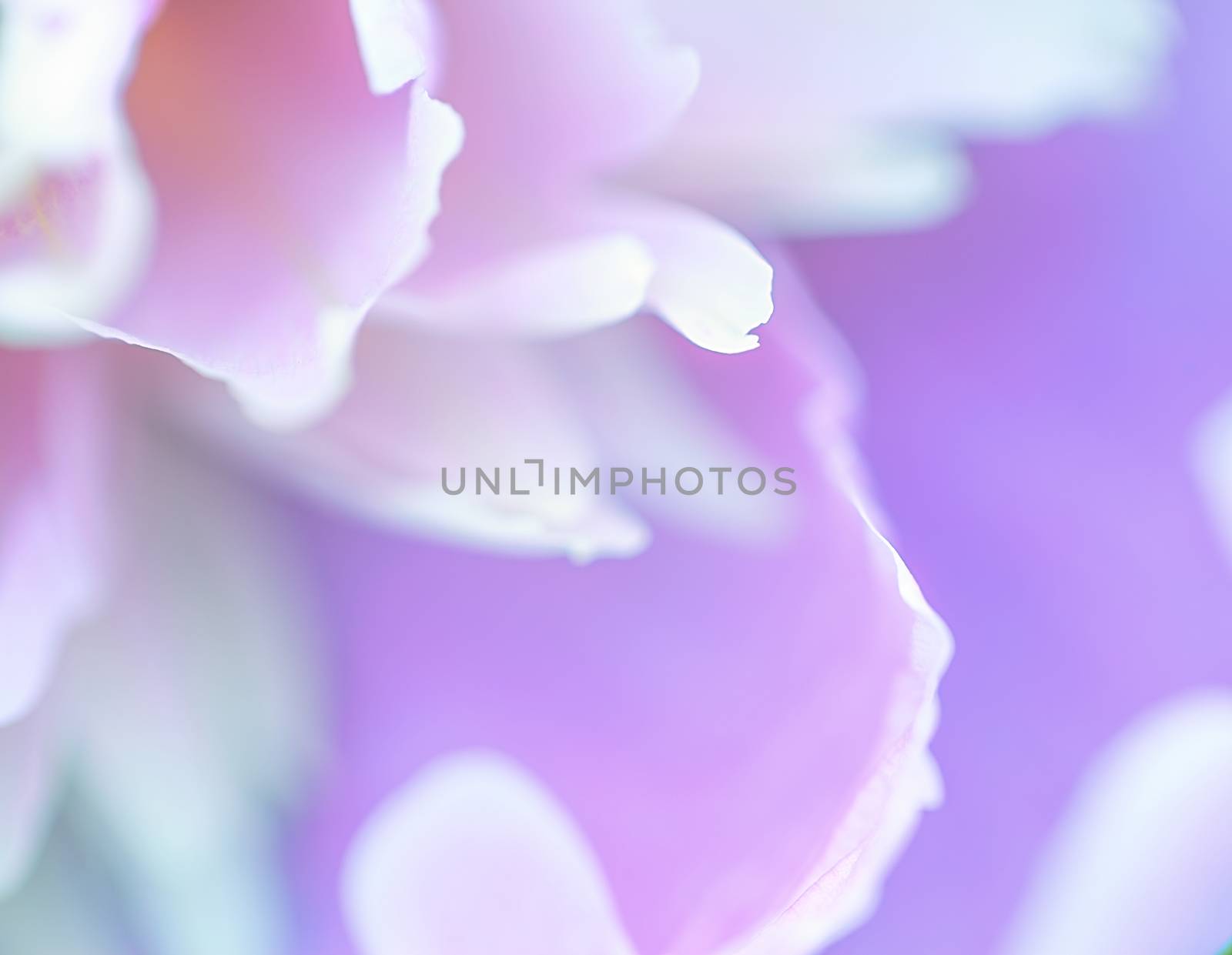 Abstract beautiful gentle spring flower background.  Closeup with soft focus. Sweet color by H2Oshka