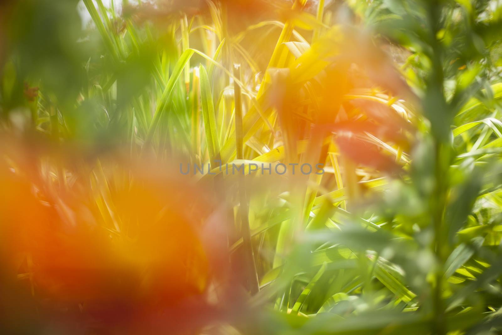 Abstract beautiful gentle spring flower background.  Closeup with soft focus. Sweet color by H2Oshka