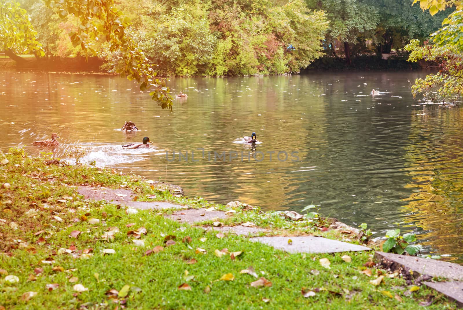 Autumn season and wild ducks on the lake