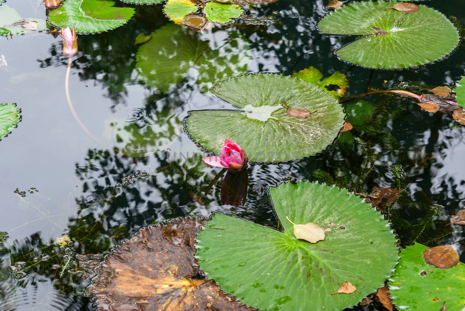 Waterlily in garden pond