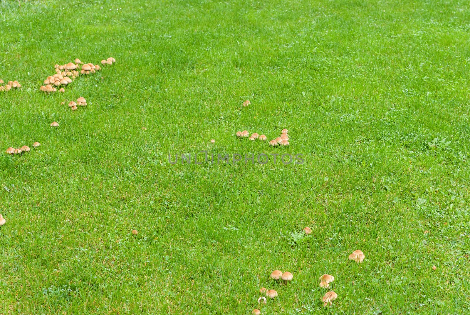 Mushrooms in the green meadow