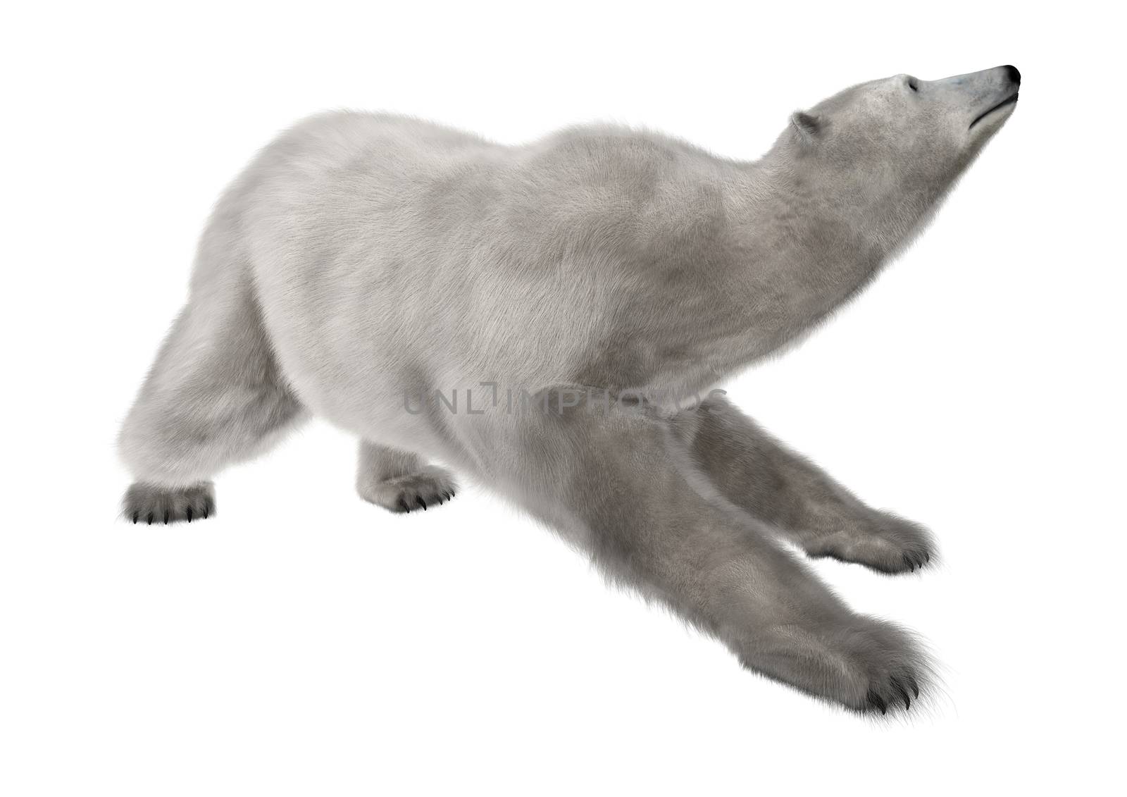 Polar Bear by Vac