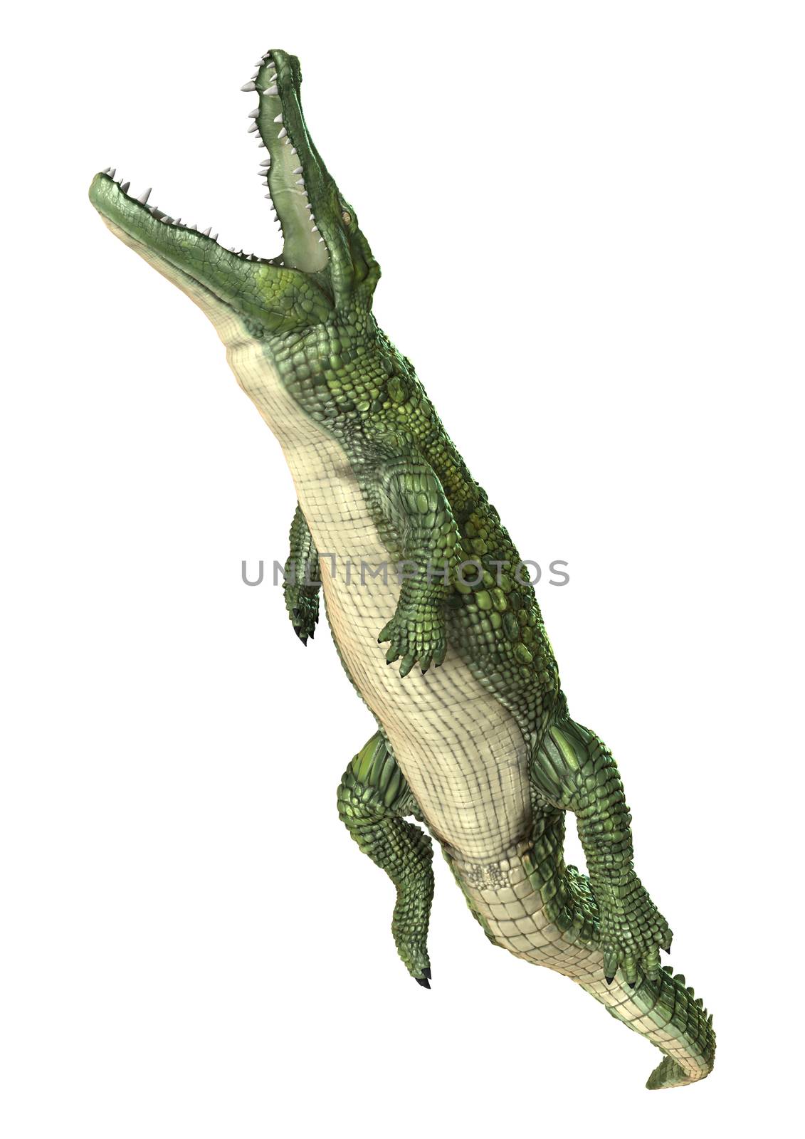 3D digital render of a green crocodile isolated on white background