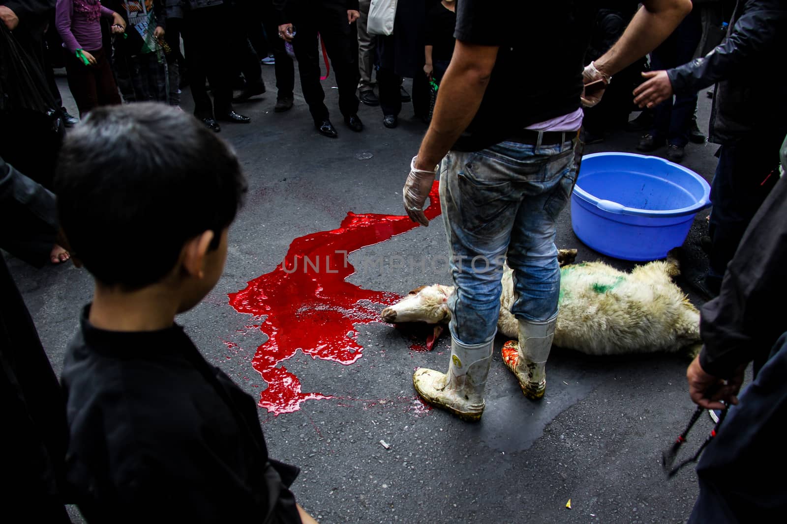 IRAN, Tehran: A sheep is slaughtered as sacrifice in the Grand Bazaar in Tehran, Iran on October 23, 2015.Worshipers in these photos celebrate the Ashura, or tenth day of Muharram. Muharram is the first month in the Islamic calendar and the Ashura marks the day that the grandson of the Prophet Mohammad's grandson, Imam Hussein, was killed. 