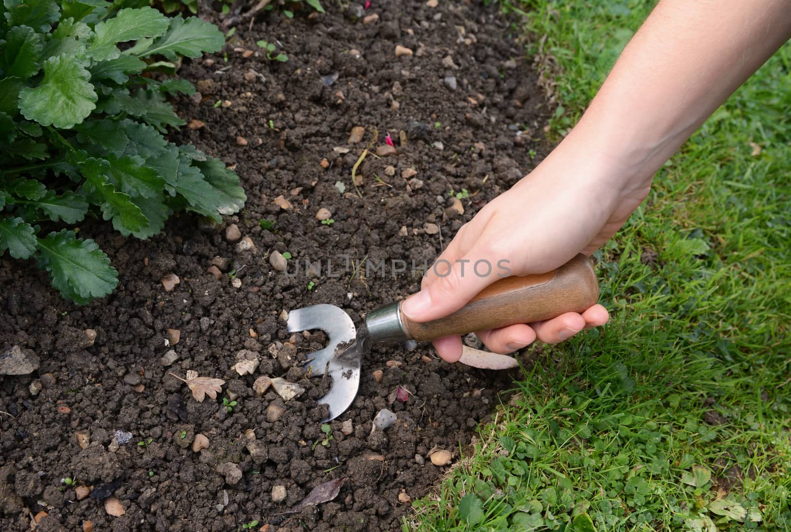 Woman digs into the soil of a garden flower bed with a hand fork 