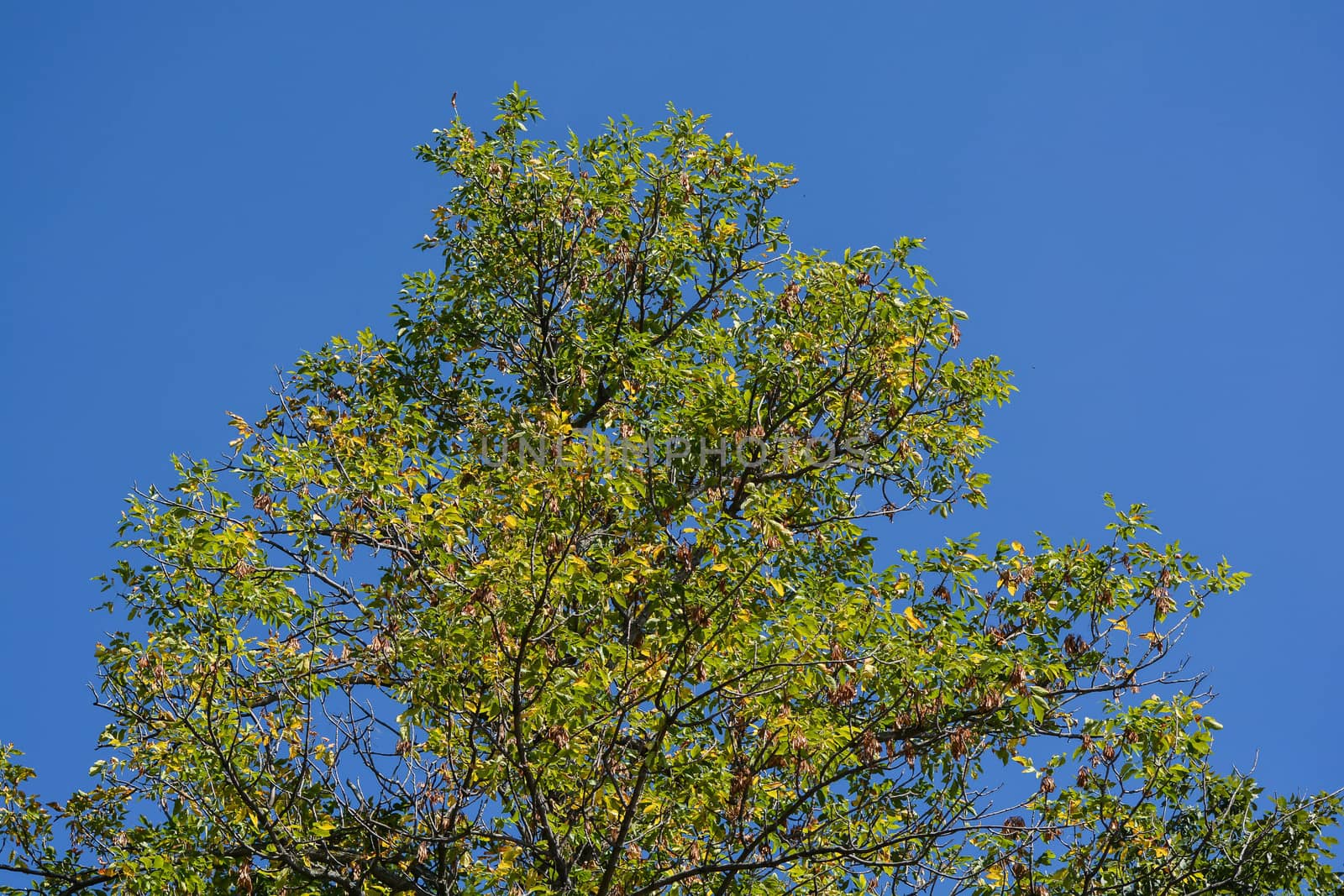 Green-leaf tree on sky-blue background