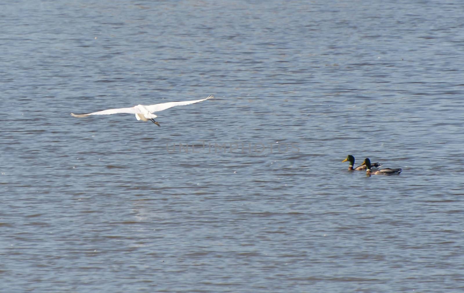 Flying white heron passes three ducks