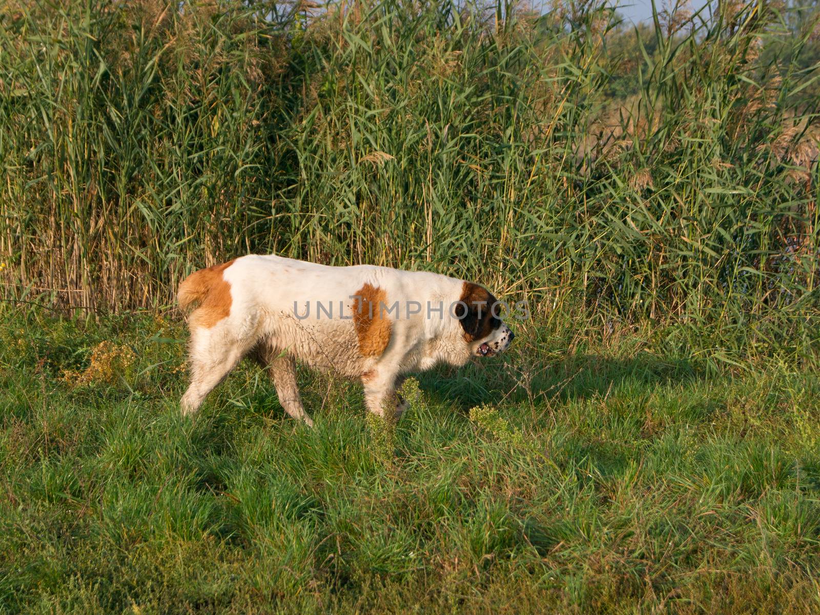 The Saint Bernard dog is walking on the lake.