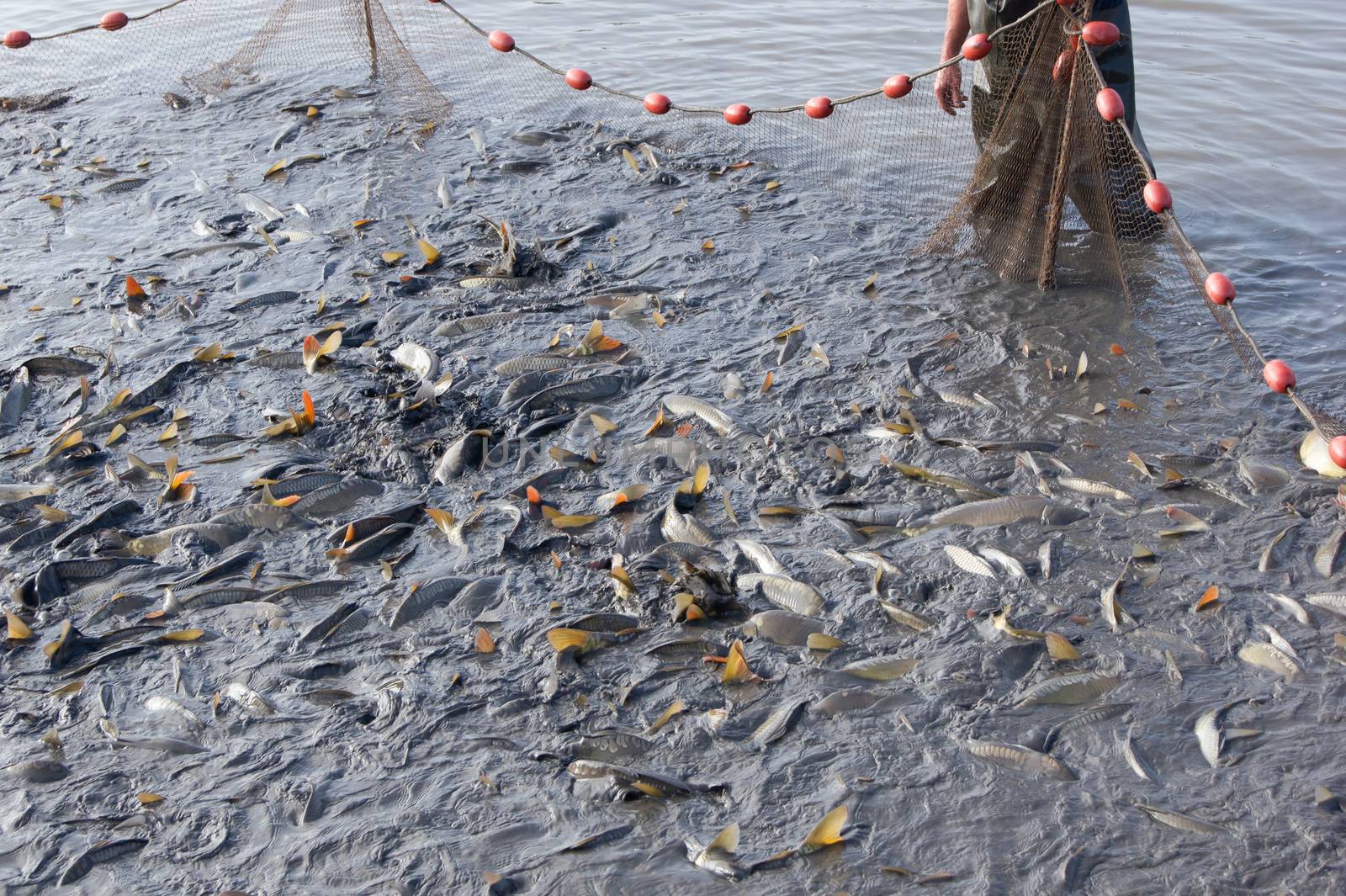 The fishermen's nets would be the carp in the lake.