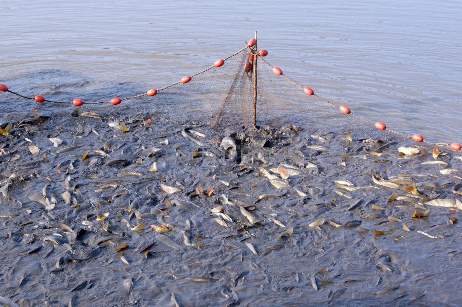 The fishermen's nets would be the carp in the lake.