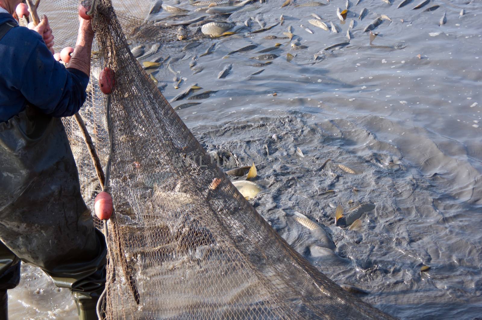 The fishermen's nets would be the carp in the lake.