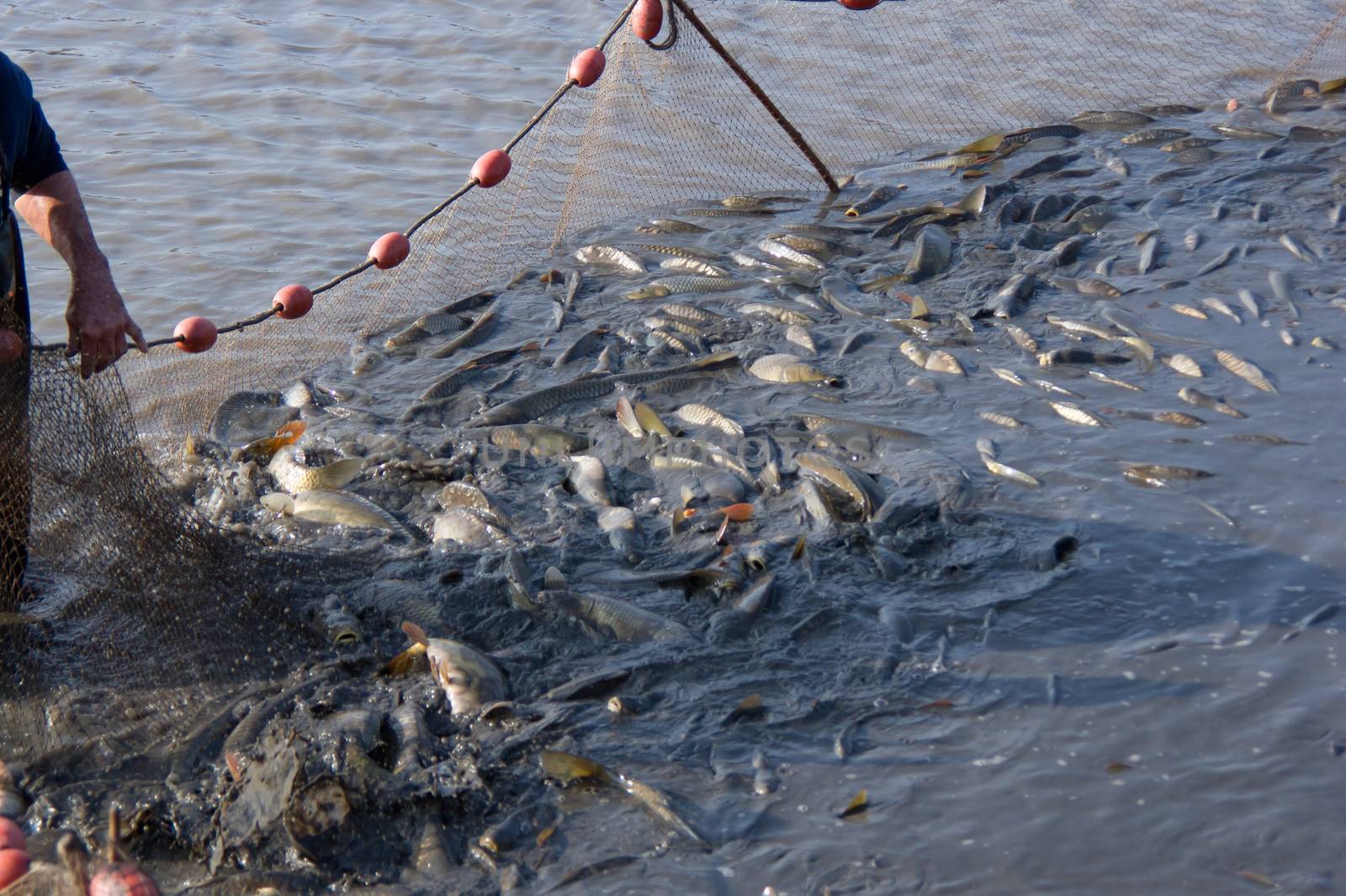 The fishermen's nets would be the carp in the lake.