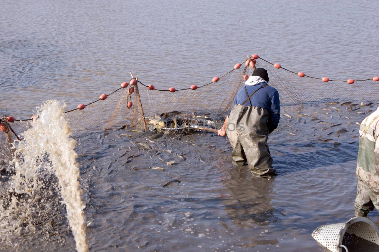 The fishermen's nets would be the carp in the lake.