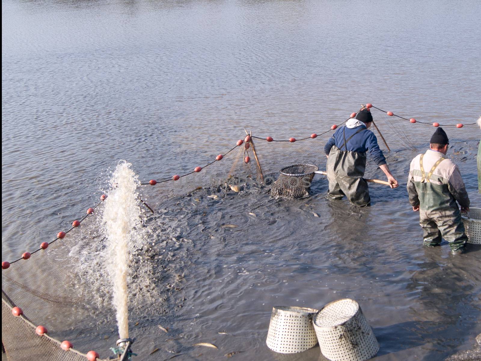 The fishermen's nets would be the carp in the lake.