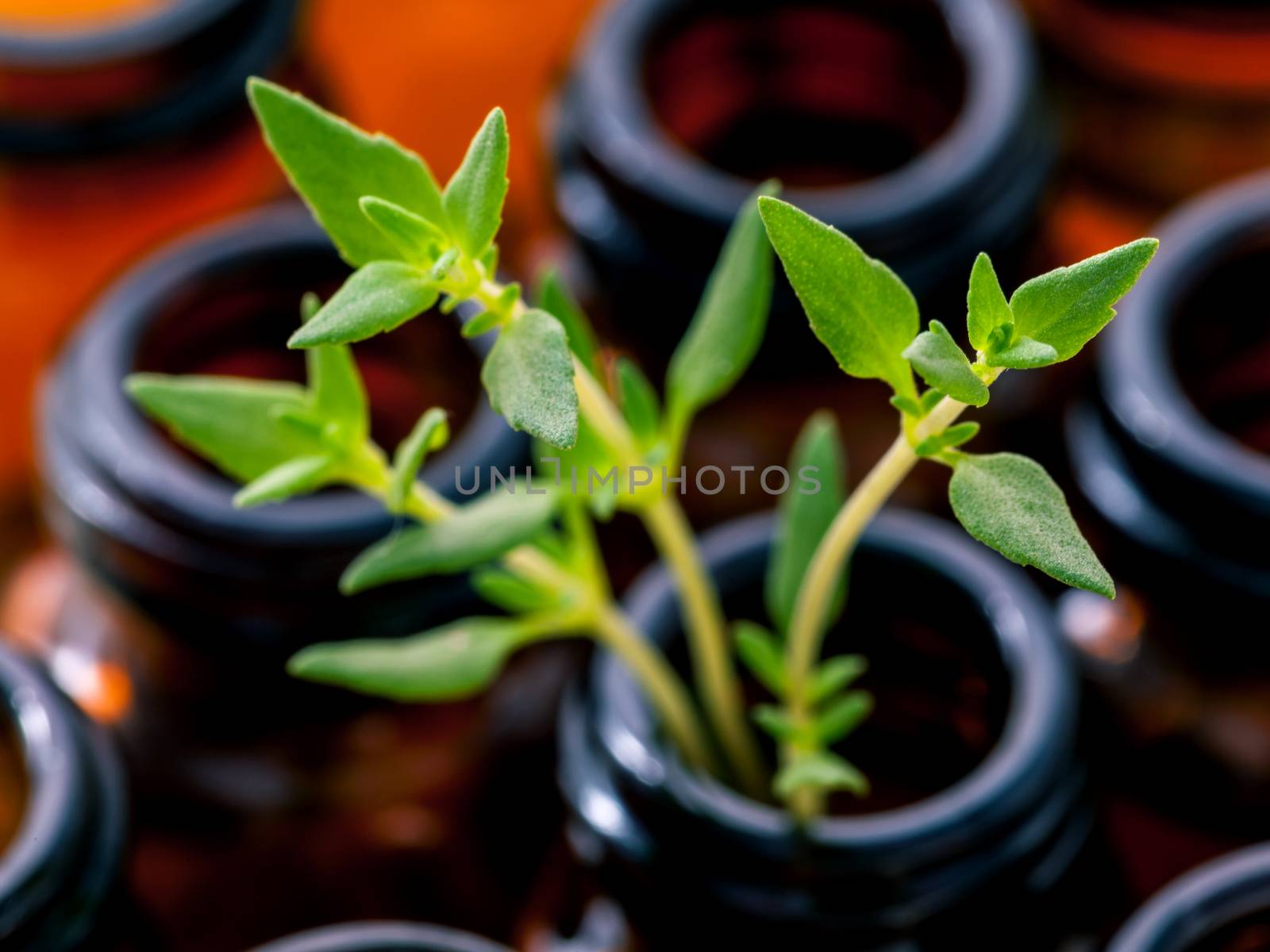 Bottle of essential oil and lemon thyme  leaf  shallow depth of field on wooden background.