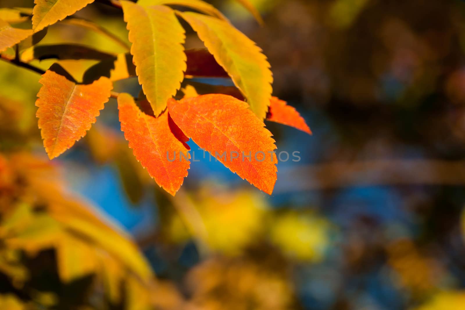 Autumn in the park: golden rowan tree leaves in the sunlight