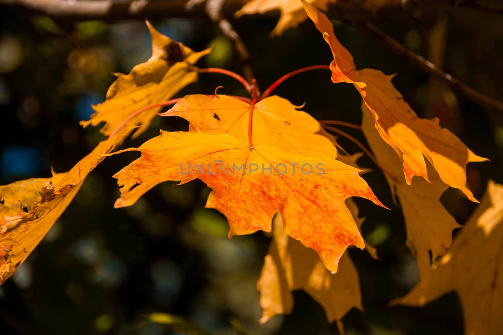 large orange and yellow maple leaves in autumn Sunny day on natural background